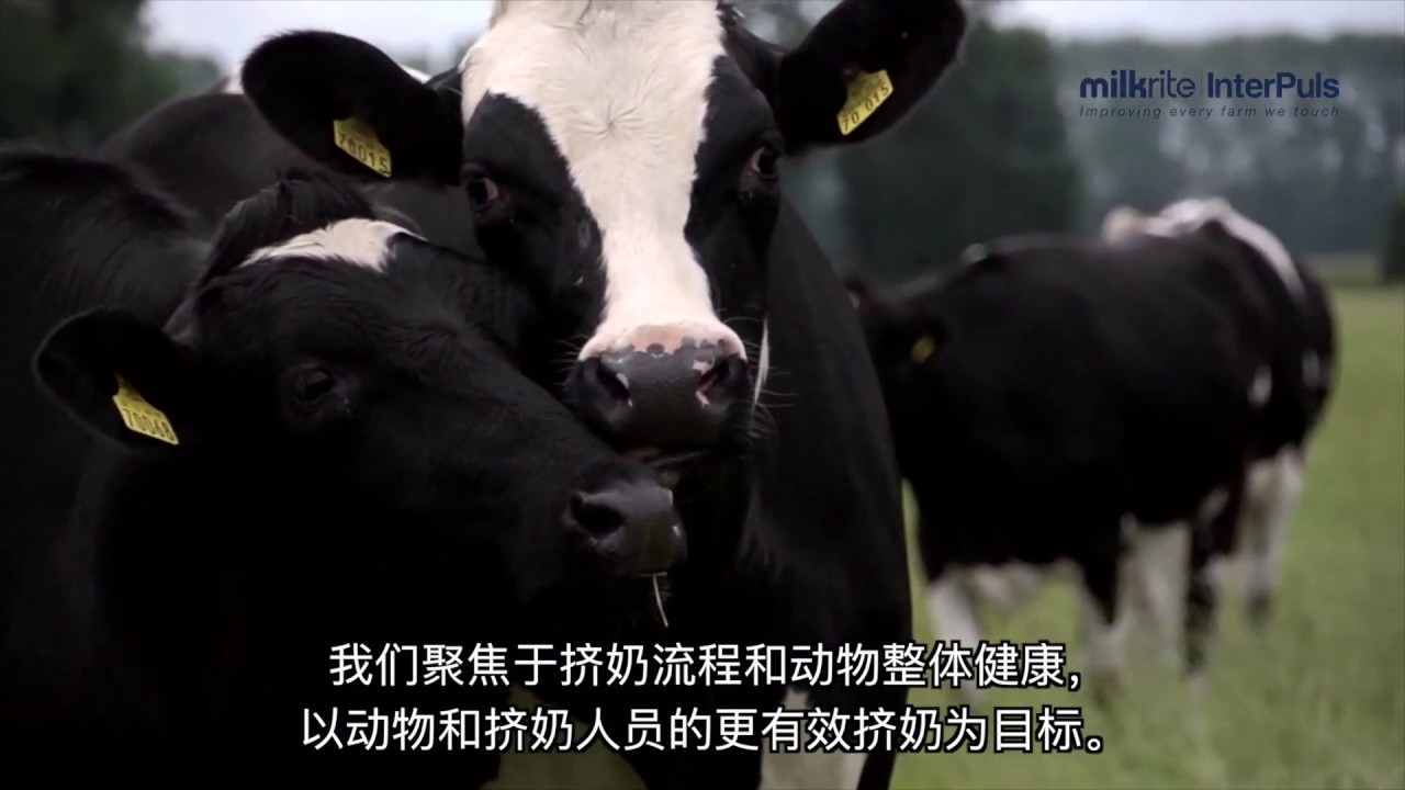 Impulse Air- The next generation of milk liners - Chinese Subs