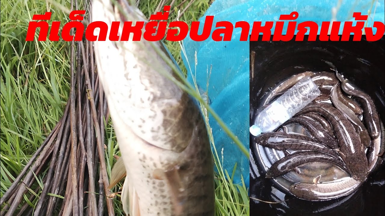 ใส่เบ็ดด้วยเหยื่อปลาหมึกแห้ง