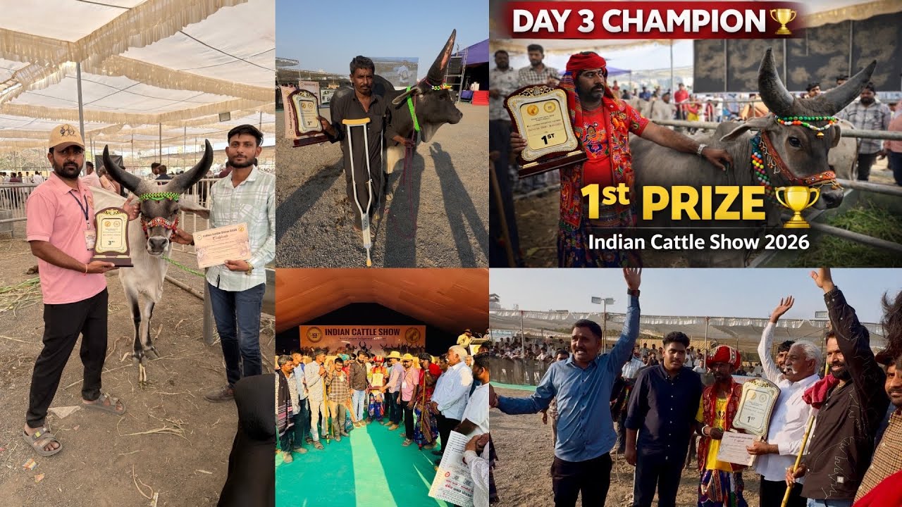 Indian Cattle Show 2026 Day 3 🏆 | 1st Prize Winner 🥇 | Kankrej Champion 🔥kankrej cow video #cow 