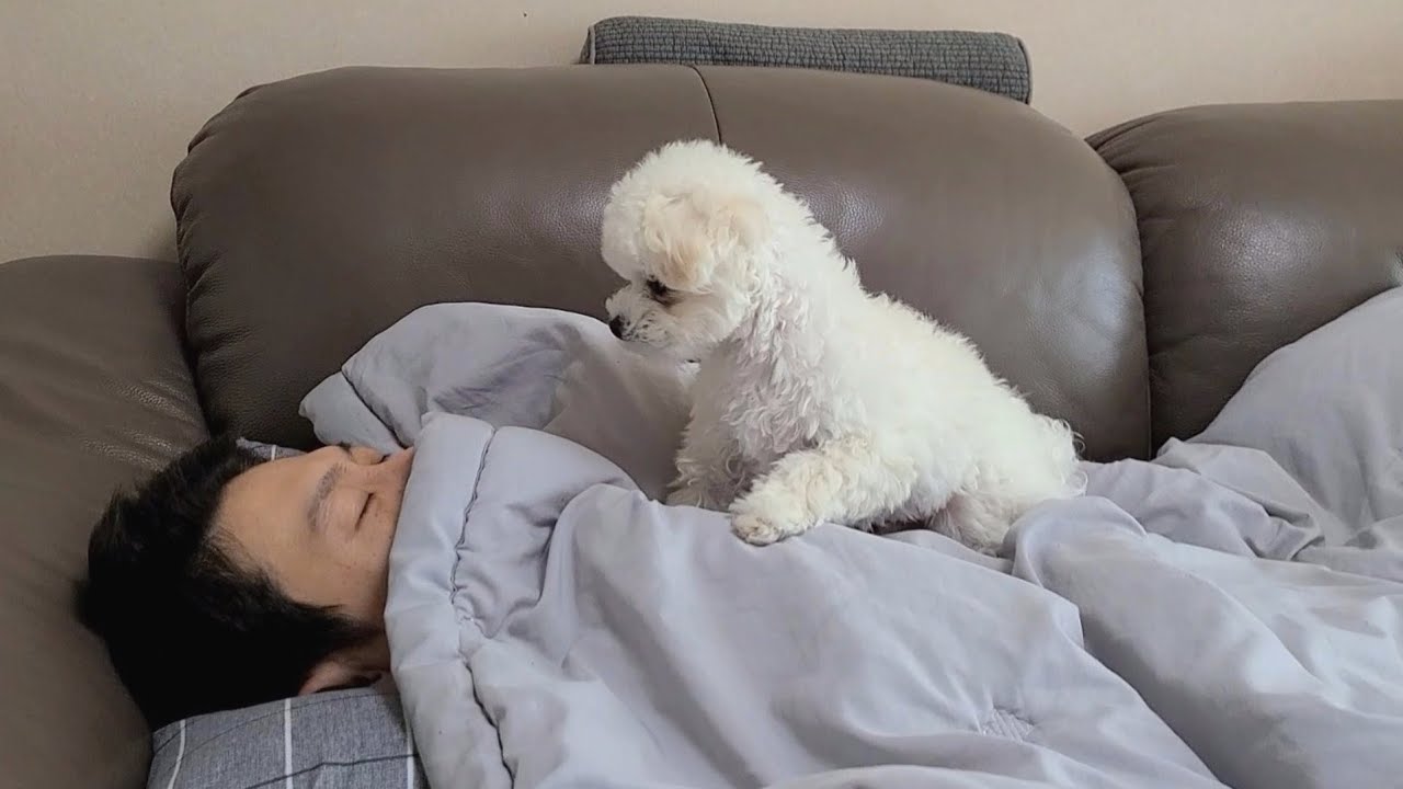 피곤해서 잠든 보호자는 몰랐던 강아지의 행동