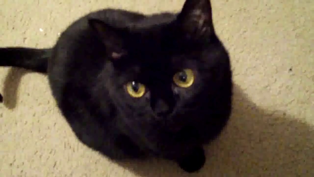 Annoying Bombay Cat Rachel