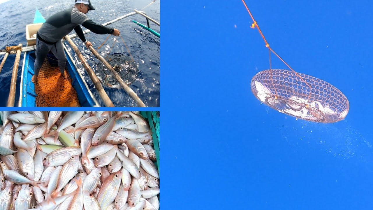 How to catch Bisugo using panggal (Fish trap) #Busuanga #Palawan