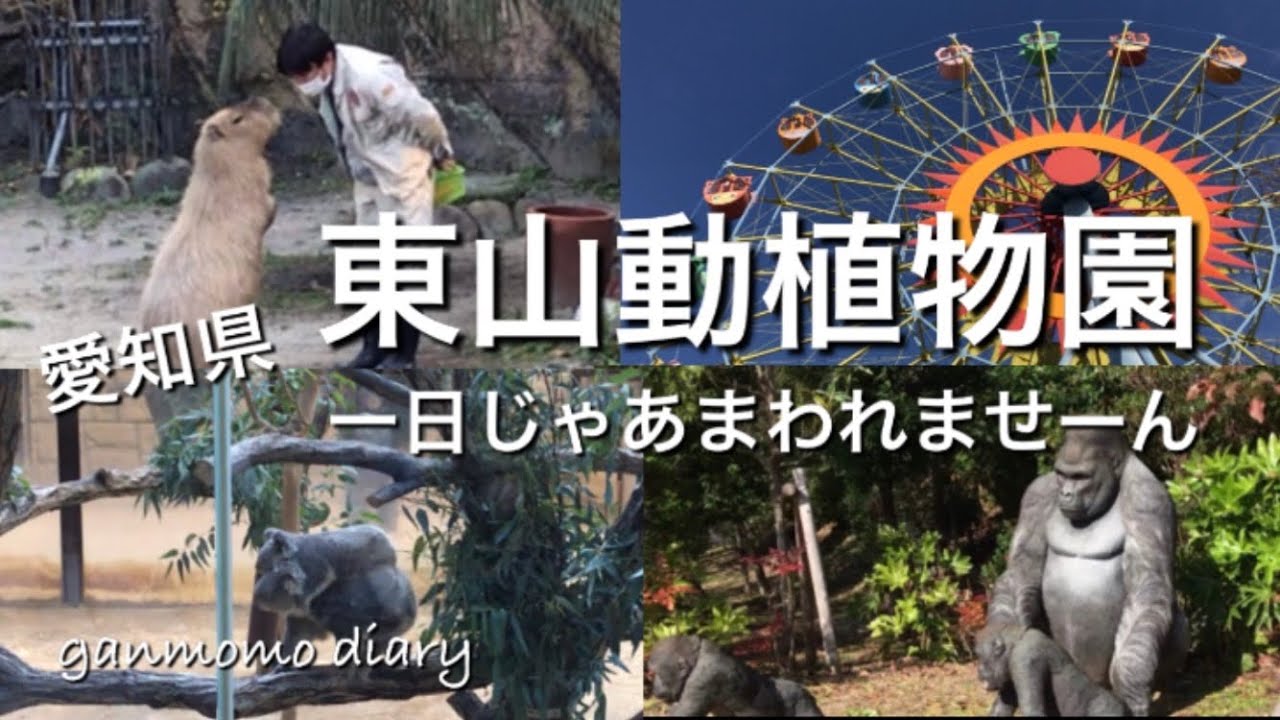【日本一の動物園】嫁さんと東山動物園に行ってきました。