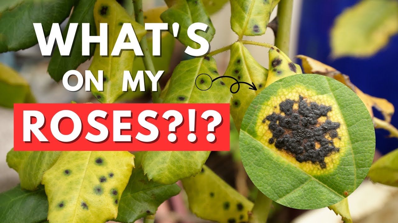 Black Spots on My Roses? 🥀 Black Spot Fungus Treatment for Roses