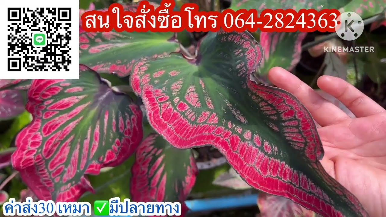 Ep.1285💖แบ่งบอนสีสวยๆ หลากหลายพันธุ์☎️โทร064-2824363
