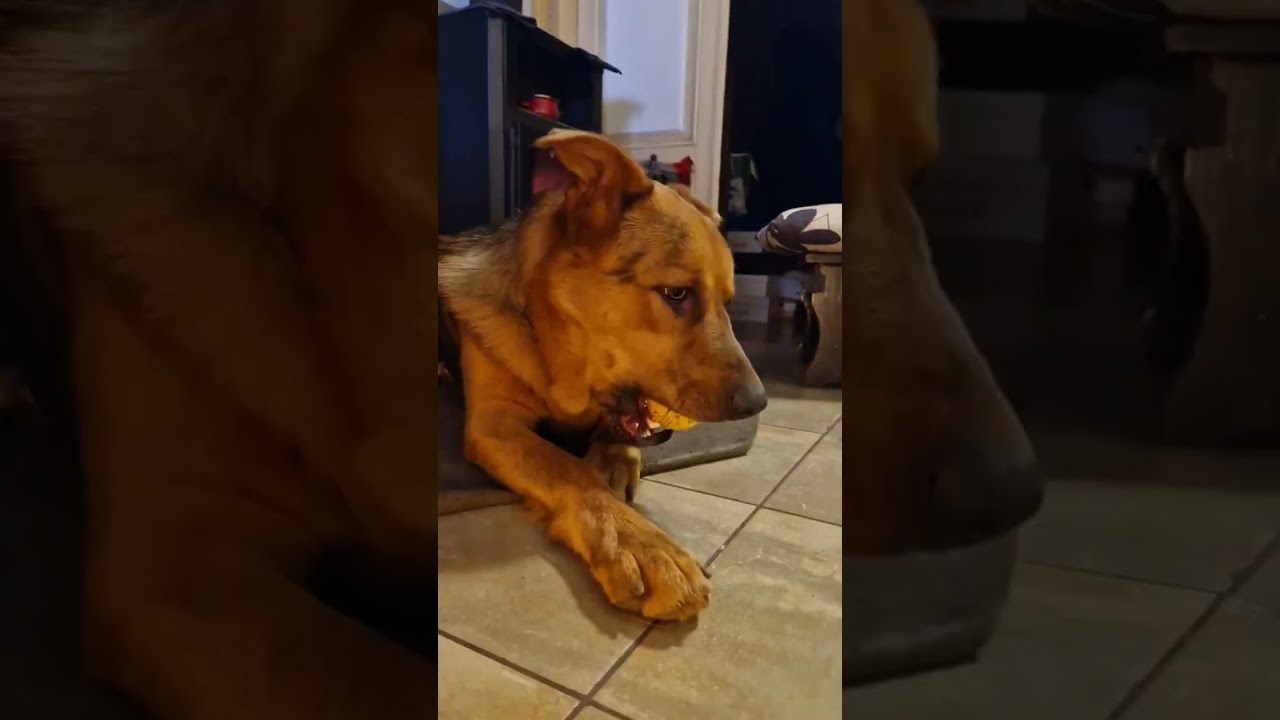German Australian shepherd mix