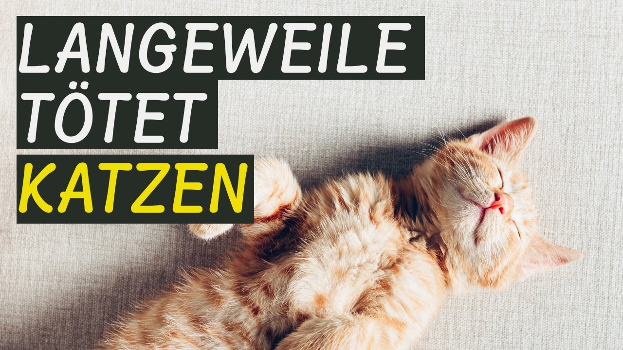 15 Alarmsignale: Deine Katze leidet stillschweigend (und du merkst es nicht)