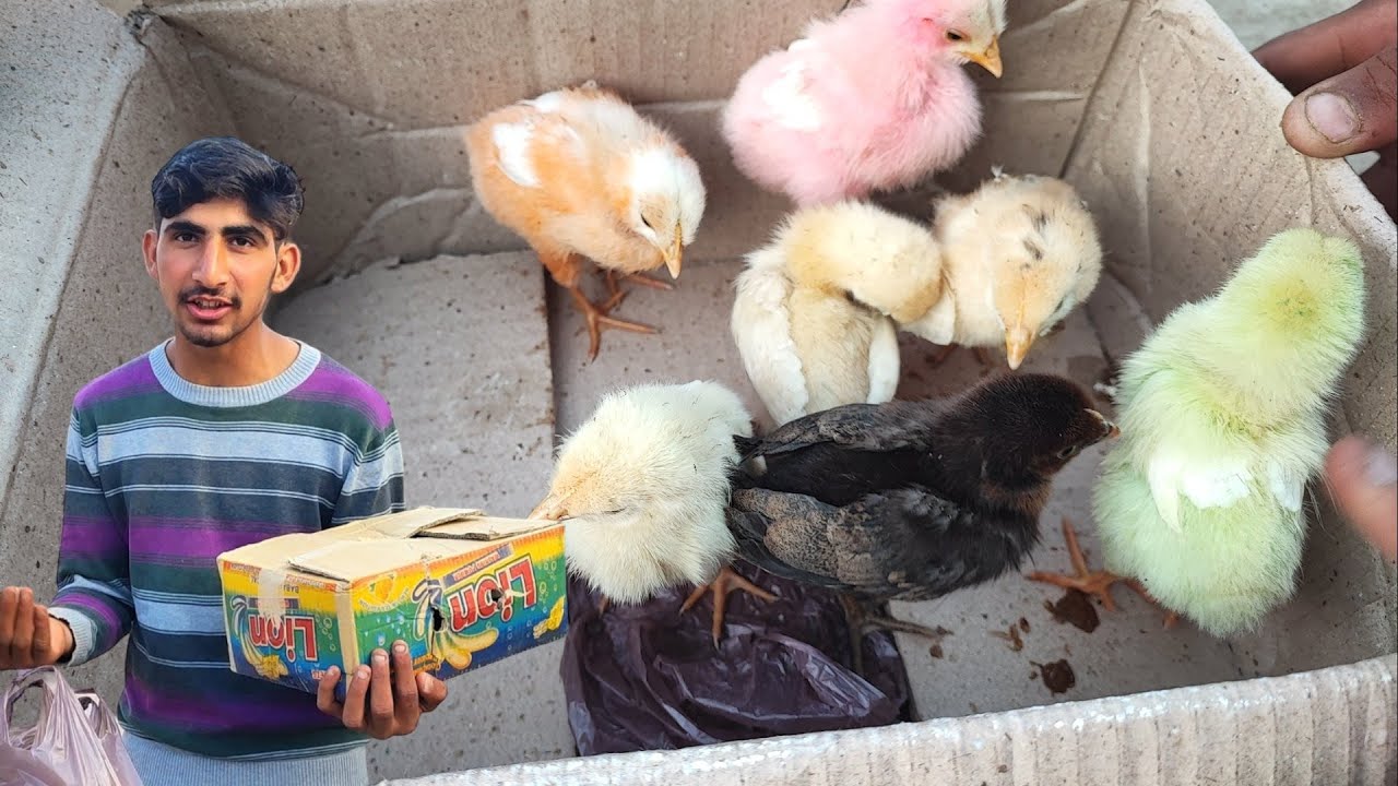 600 rp Chicks 🐥 Desi Chick B Agya ` Amish Sidhu Vlogs