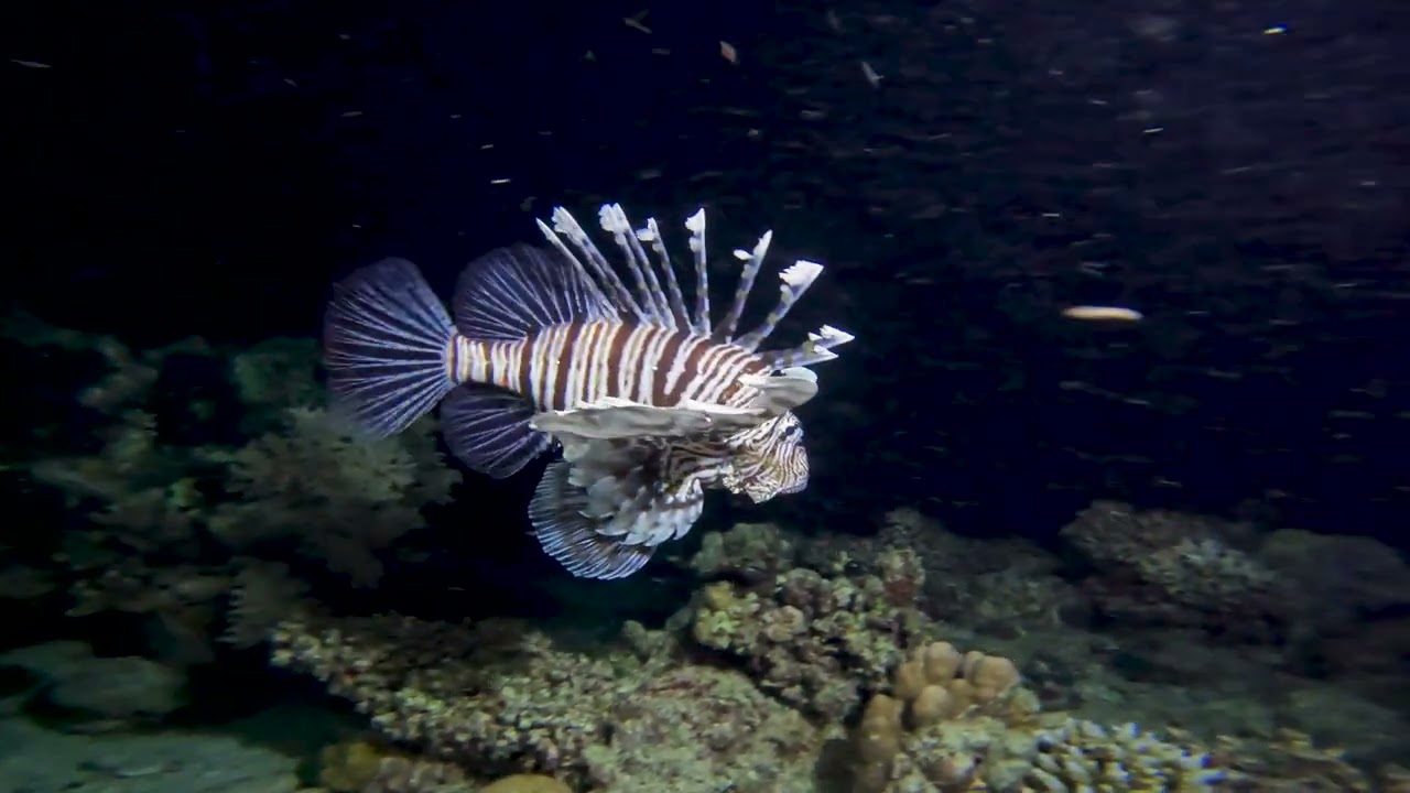 Night Diving in the Red Sea