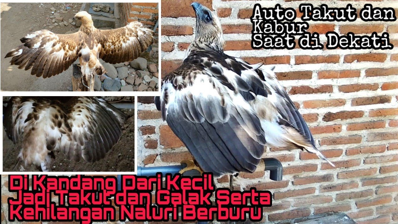 Dari Kecil Di Kandang Burung Elang Ini Jadi Galak dan Takut