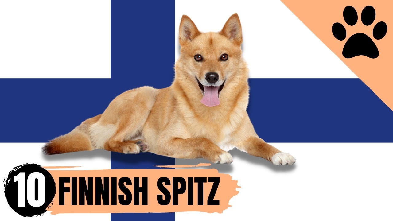 Finnish Spitz - Top 10 Facts