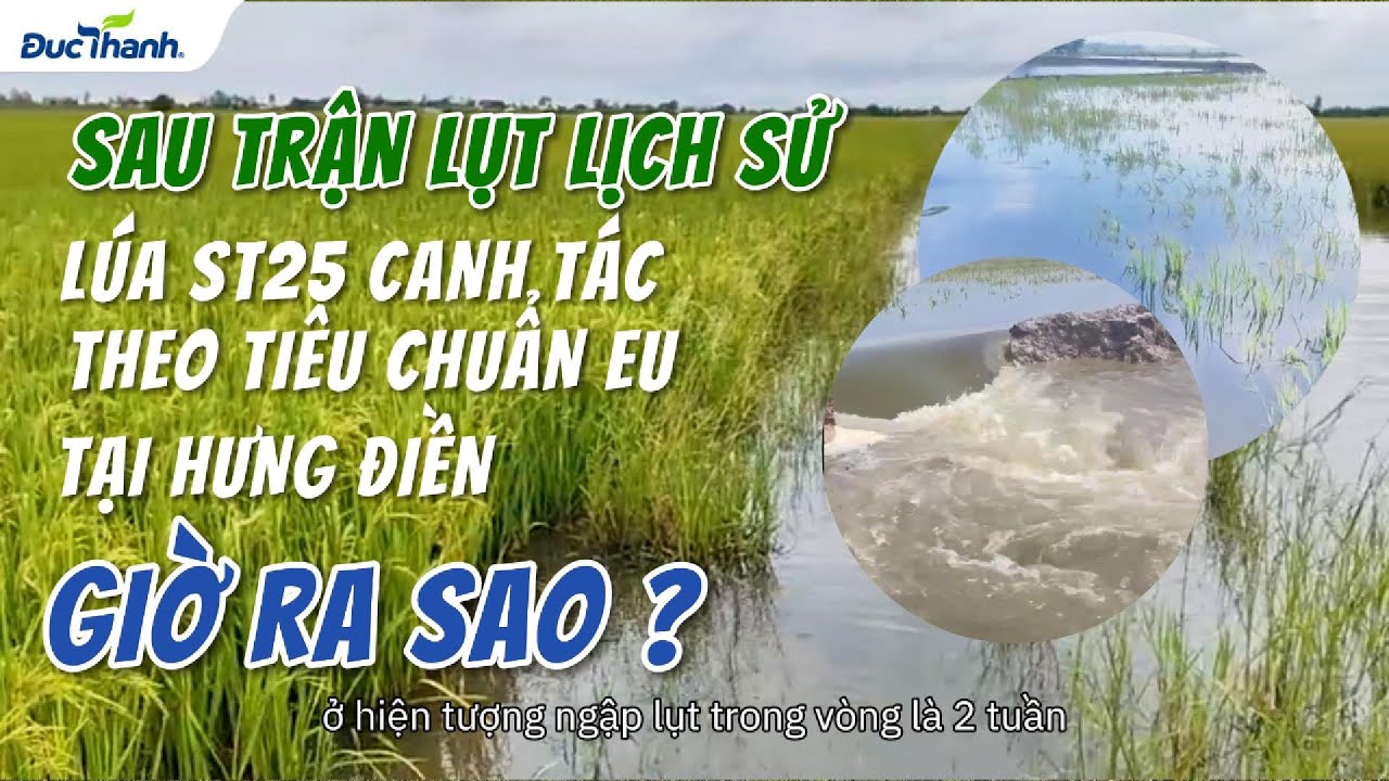 Lúa ST25 canh tác theo tiêu chuẩn EU tại Hưng Điền như thế nào sau bão lũ