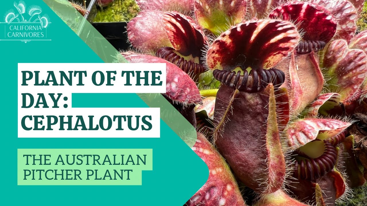 Plant of the Day: Cephalotus