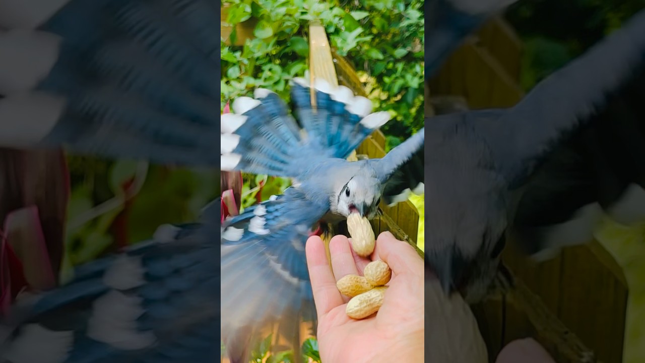 Bella Snatching A Treat🥜