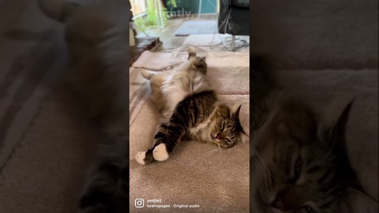 Cat thinking hard