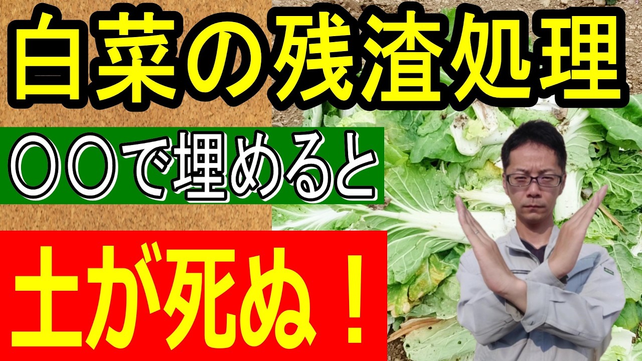 【警告】白菜の外葉、そのまま埋めると失敗します。春野菜を守る正しい残渣処理法