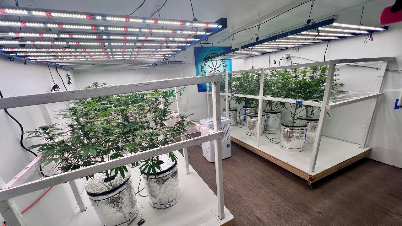 Week 5 Cannabis Flower Room Tour 🌸 DWC Grow + Grand Master LED Upgrade!
