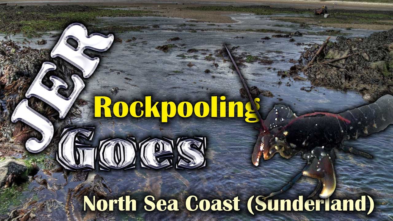 Rockpooling Sunderland