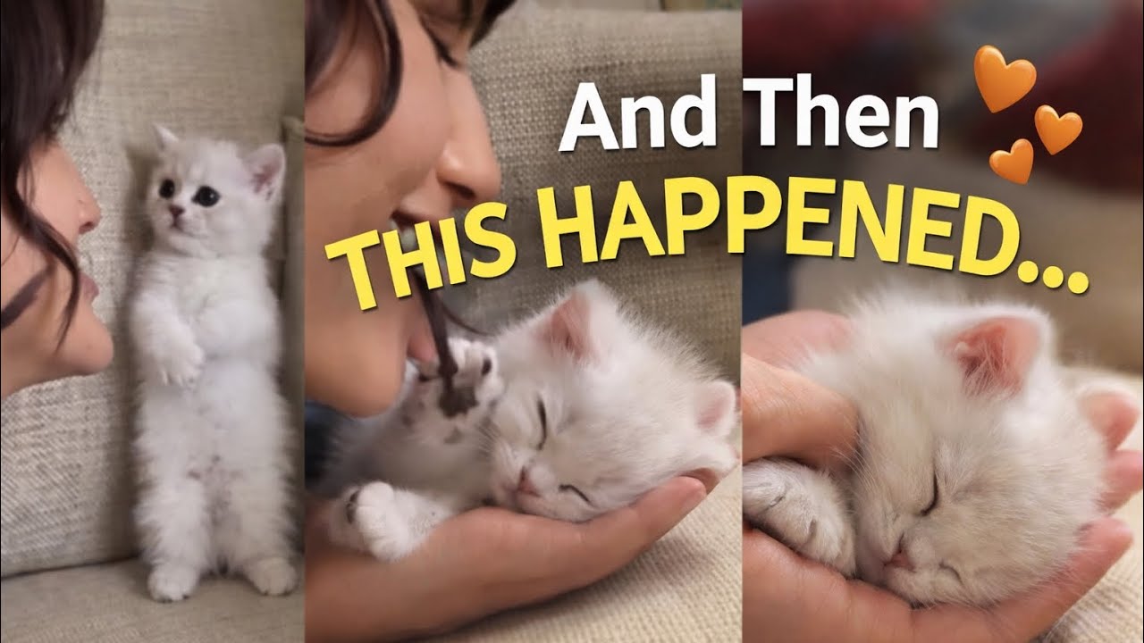 She Kissed the Tiny Kitten(pinky)And This Happened!| Cute Kitten Moments🎀🐾