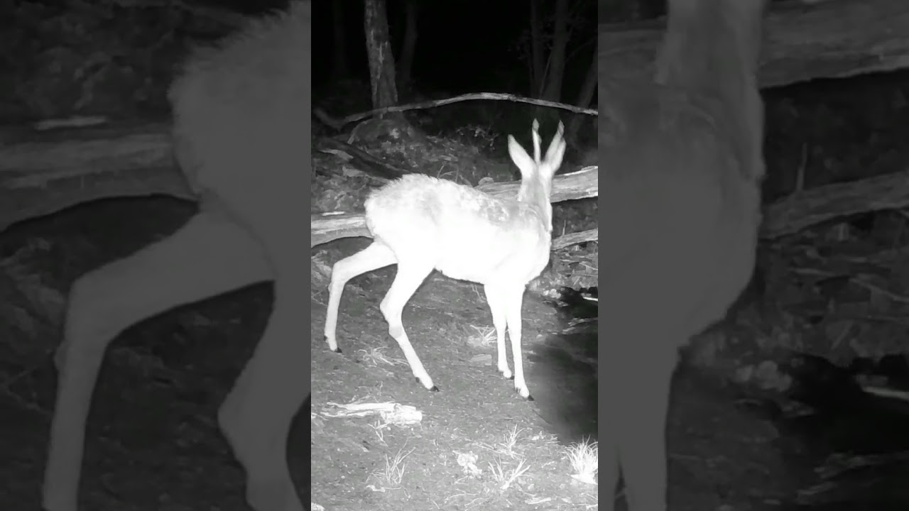 CAPRIOLO maschio - male ROE DEER - SHORTS