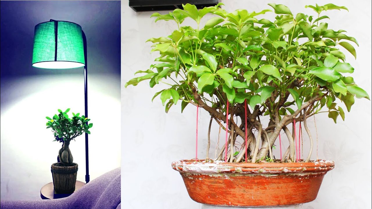 How to make Bonsai | बोन्साई बनाने की पूरी विधि | Bonsai Making for beginners