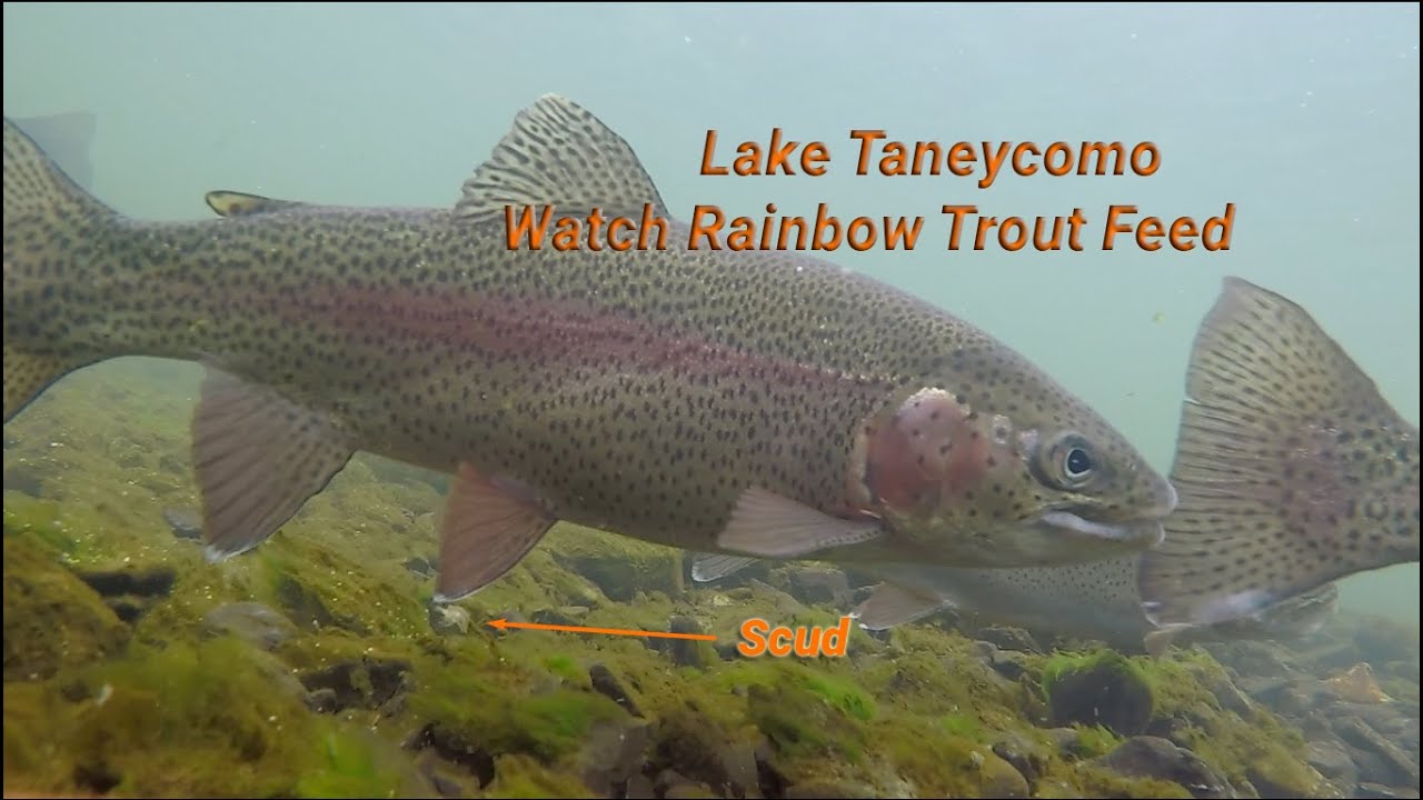 Lake Taneycomo: Rainbows Feeding on Scuds Underwater