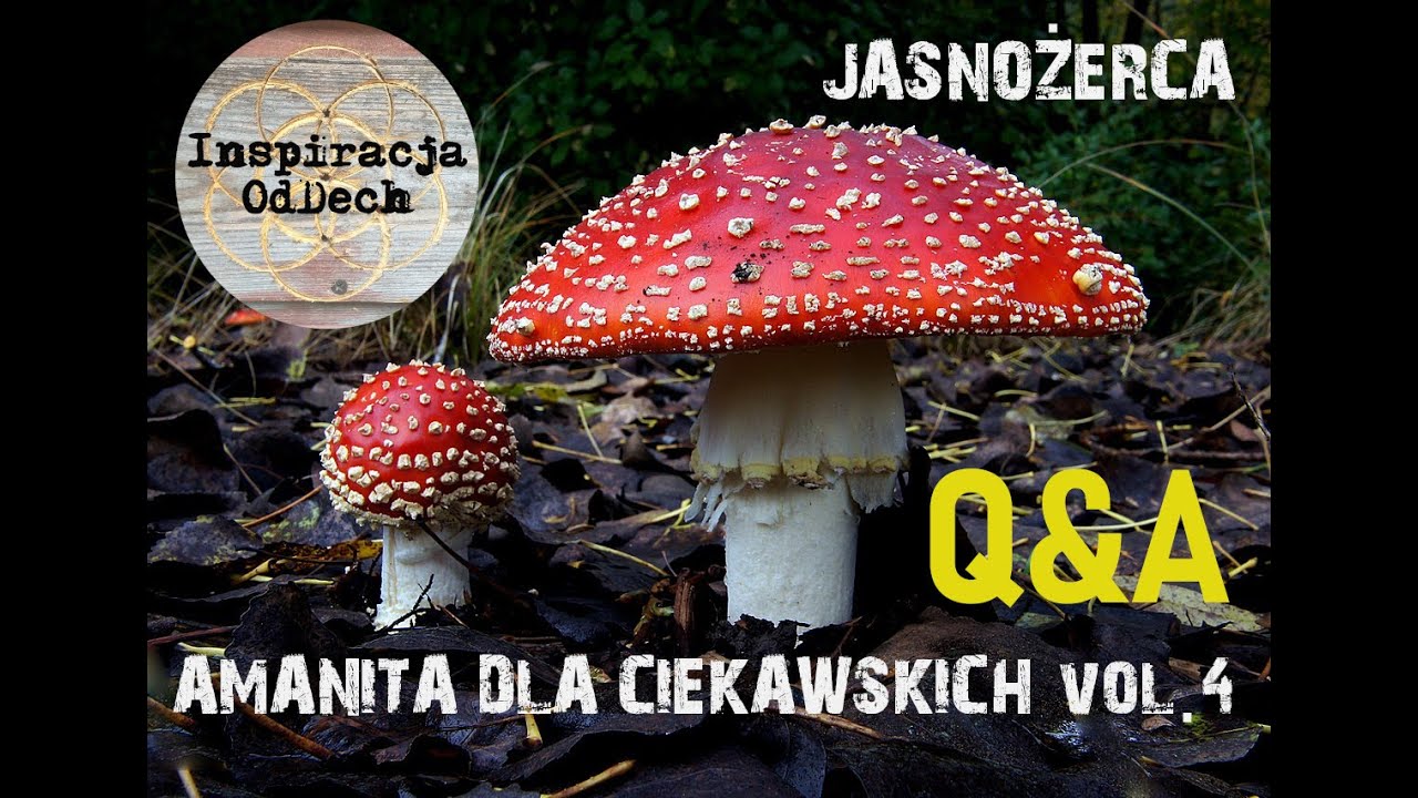 Amanita dla ciekawskich #4 Q&A