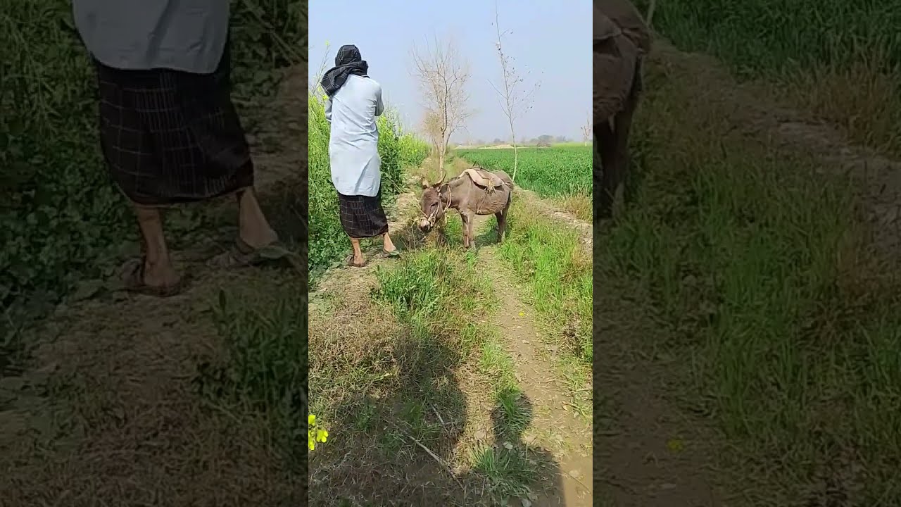 КоНі Ваговози.Жеребець наПаровку.Привезли лошицю з Бачача. КоніТернопільщини. Wyt.