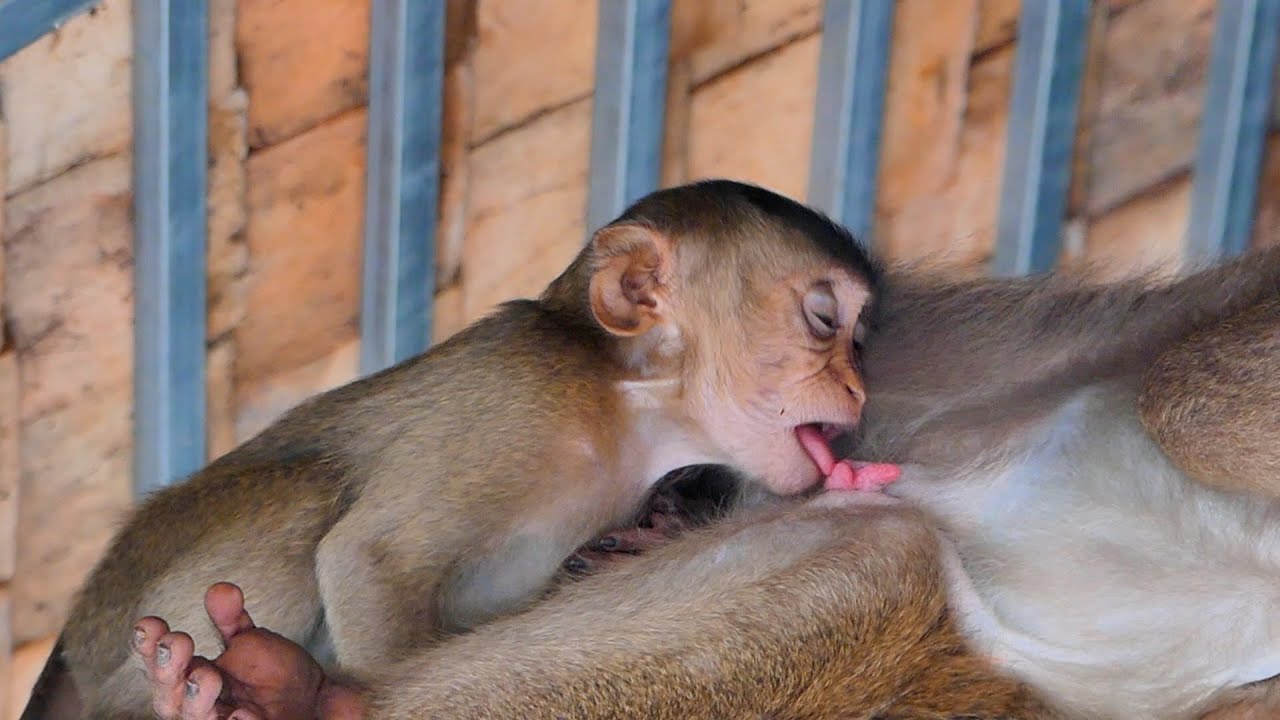 ✔Little Steppa so sad cries loudly call Mom to want milk Mom to come to take care of her and give mi