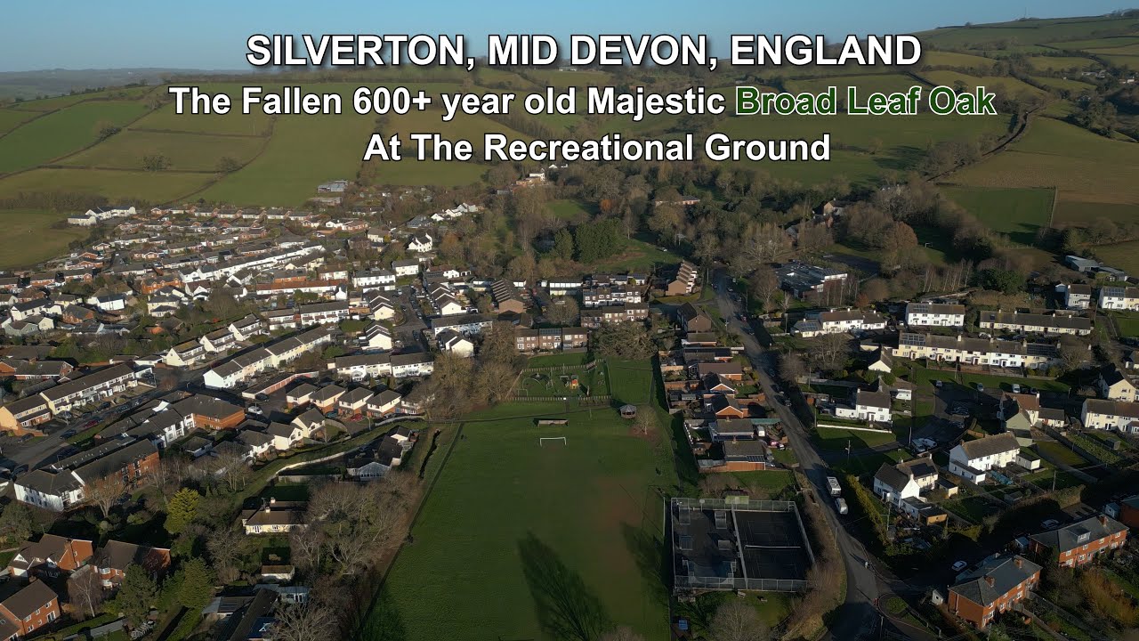 FALLEN 600+ YEAR OLD OAK TREE AT SILVERTON (Video)
