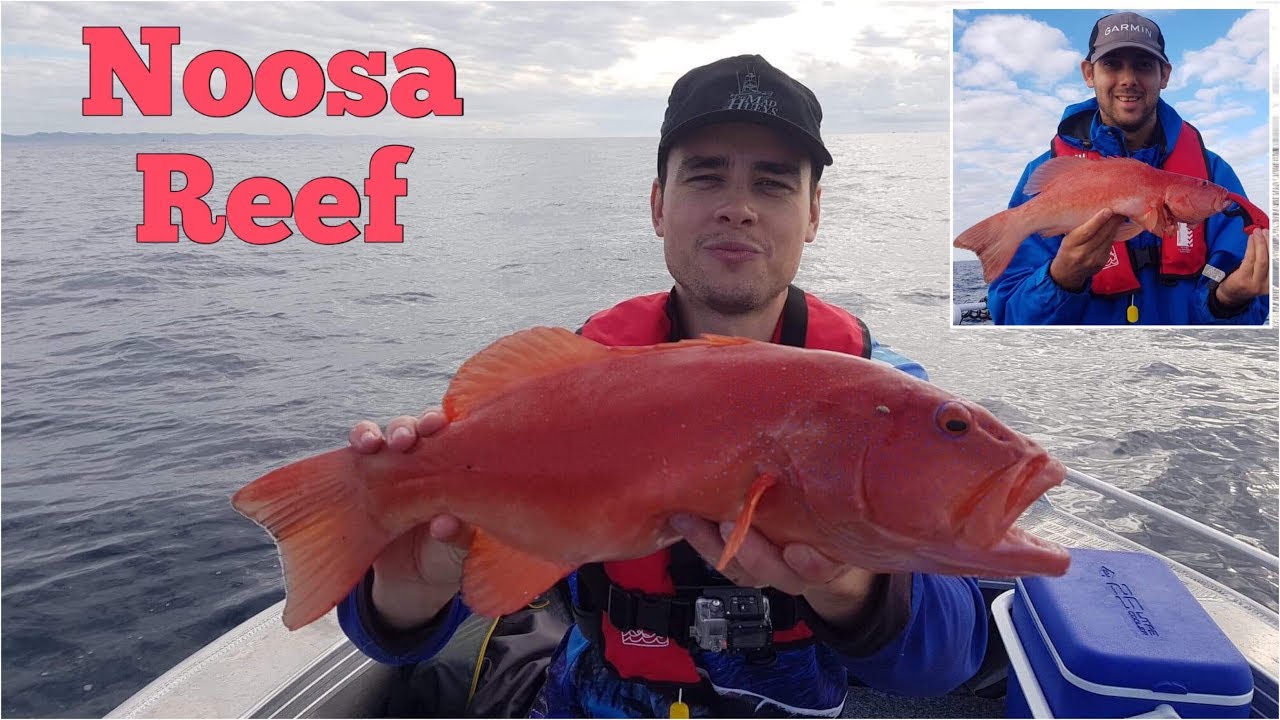 Noosa Coral Trout - Sunshine Reef and Jew Shoal - Tinny