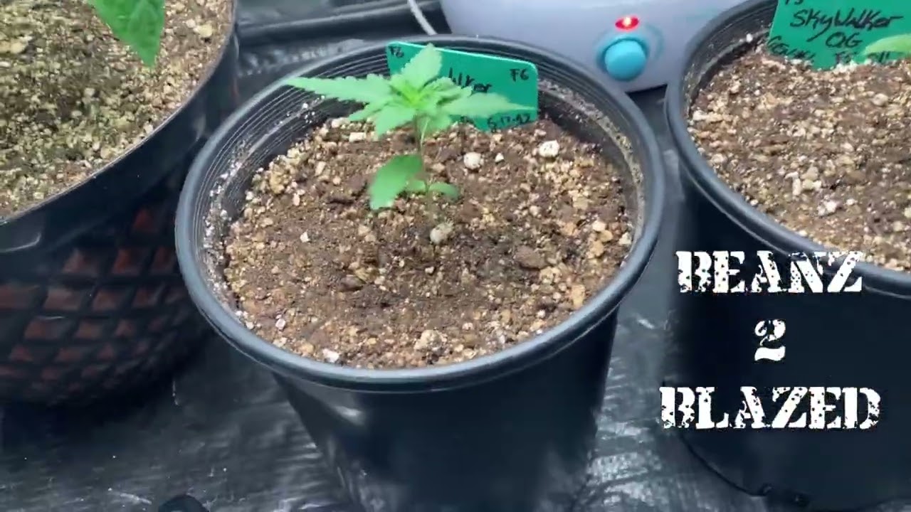 Wow( Grow Strong Cup Grow Off) grow strong cup update @KindLEDGrowLights