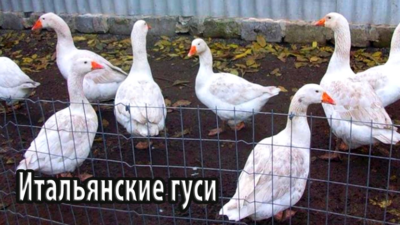 Итальянские гуси