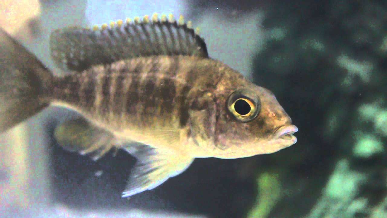 AULONOCARA PEACOCK CICHLID PREMIUM GRADE - MEGA CICHLID