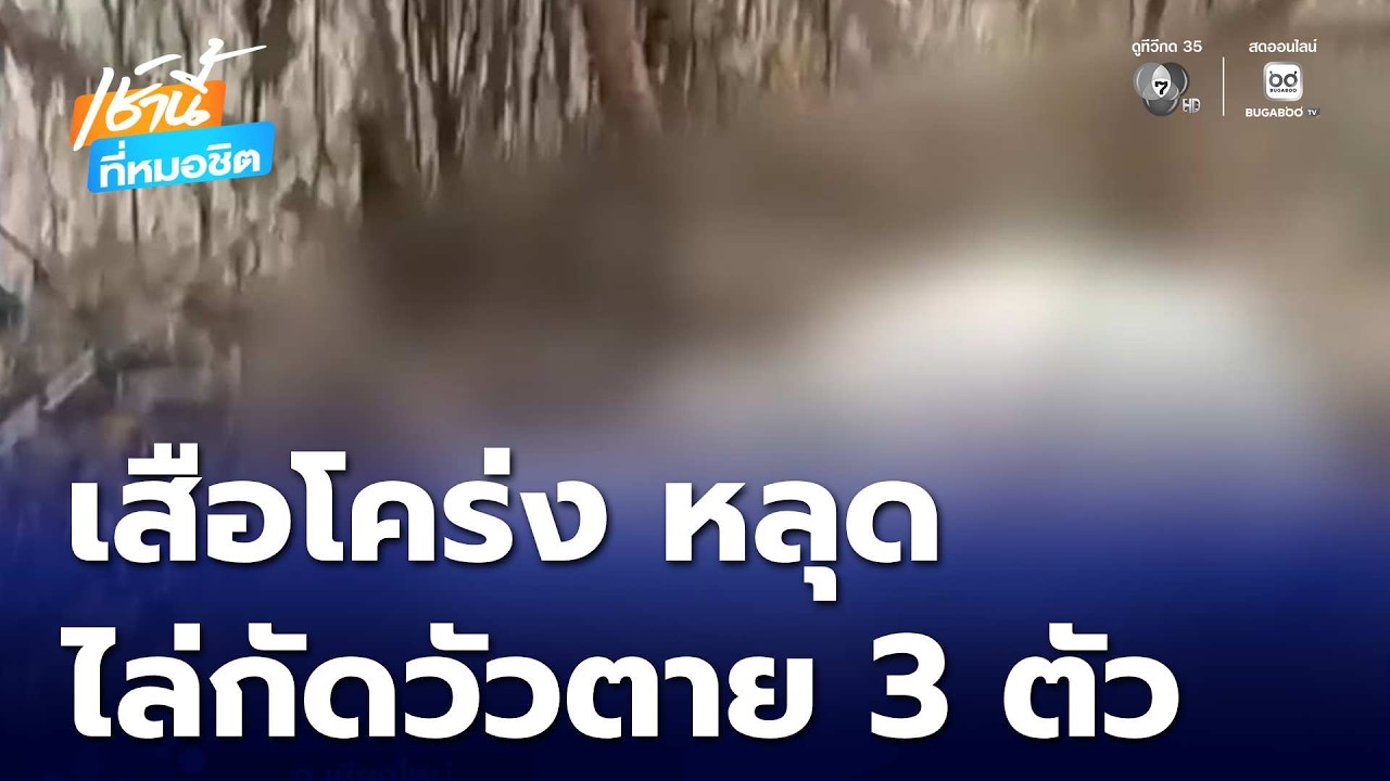 เสือโคร่ง หลุด กัดวัวตาย 3 ตัว | เช้านี้ที่หมอชิต