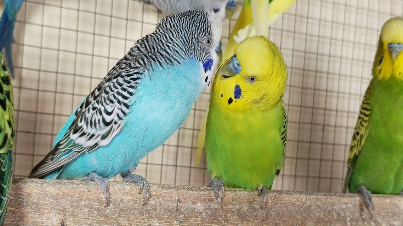 10 hour Comforting Budgie Sounds for Lonely Birds | Gentle Parakeet Chirps