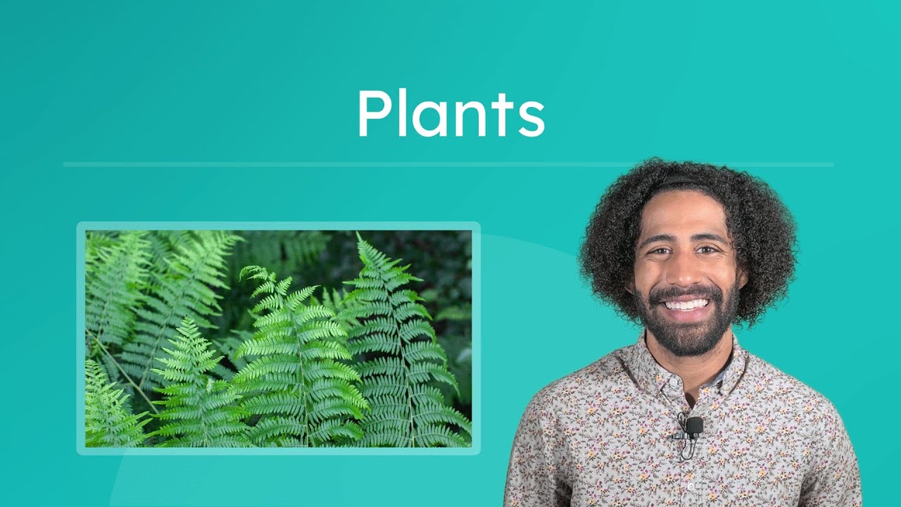 Plants - Characteristics and Classification of Plants
