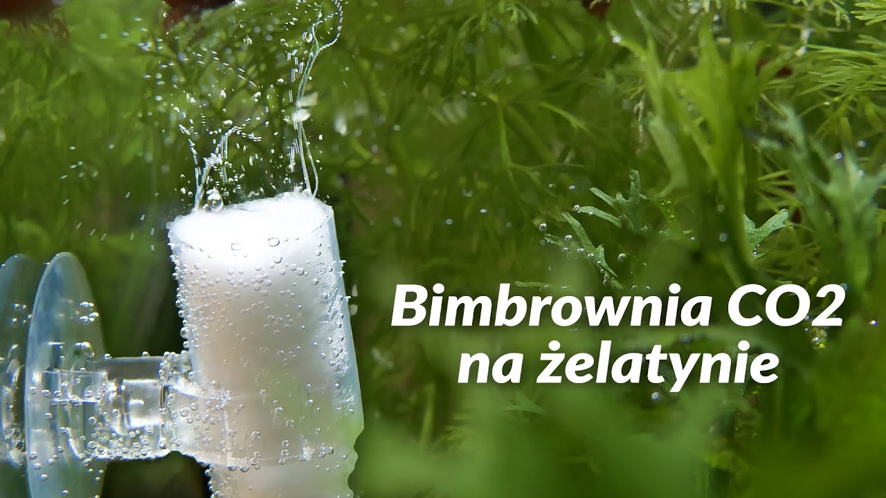 Bimbrownia na żelatynie (tanie CO2)