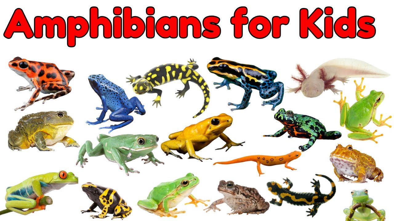 Amphibians Vocabulary for Kids | Types of Amphibians for Kids | Amphibians Names and Facts for Kids