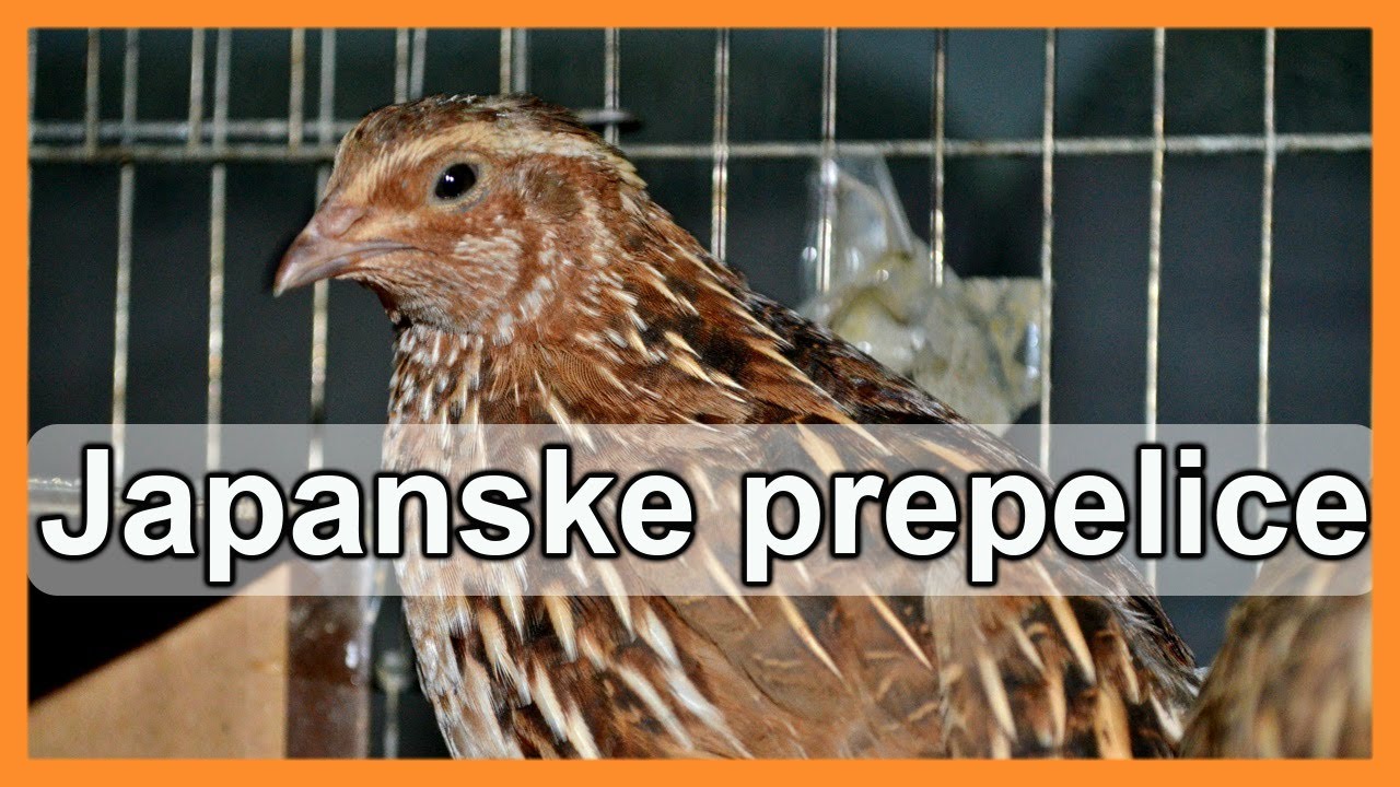 Разведение японских перепелов – руководство