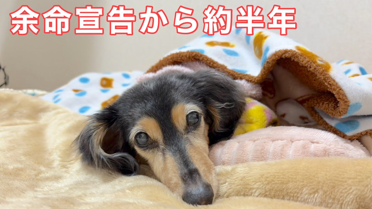 【愛犬が虹の橋へ】これが最後の3日間となりました【未公開シーン⑧】