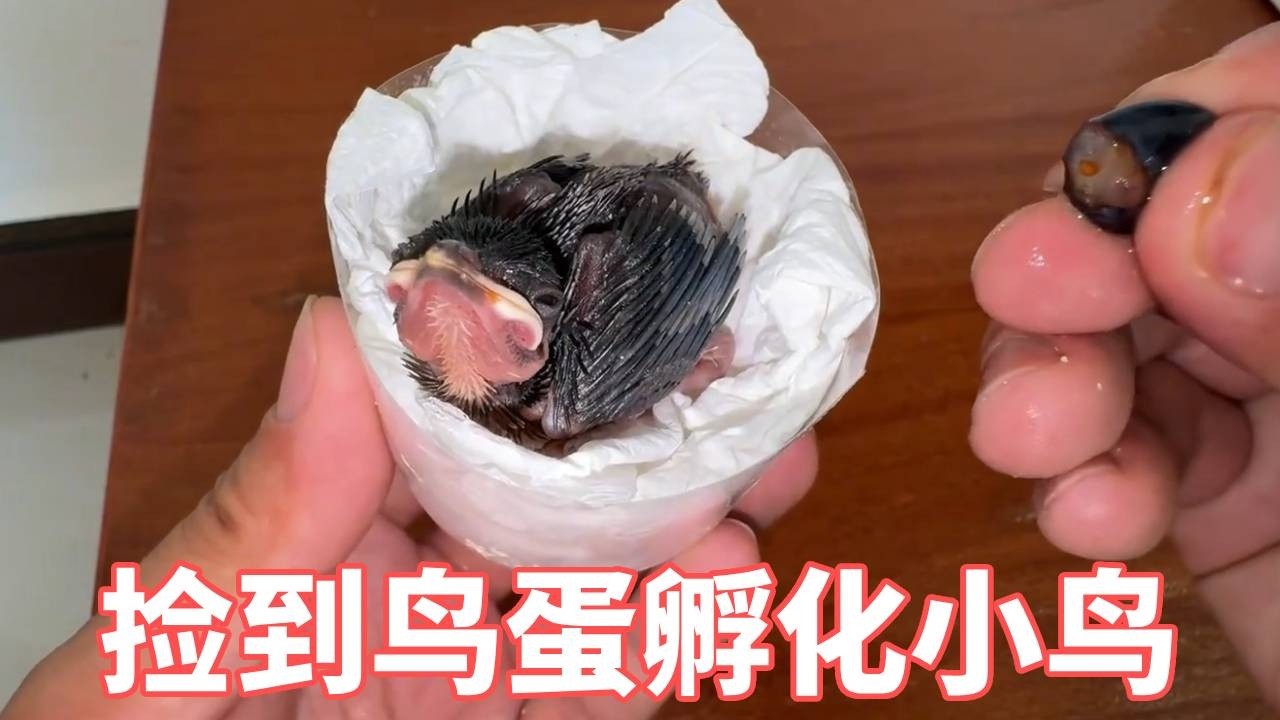 捡到鸟蛋孵化出一只小鸟，养了6天睁眼睛了！#动物世界 #动物趣事 #神奇的动物#人工孵化