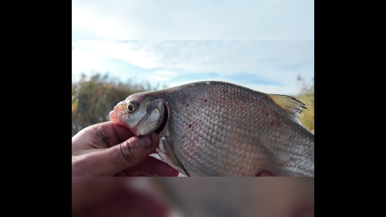 Žvejyba Nemune. Gaudymo vietos pasirinkimo ypatumai. Tau kimba su Edvinu #3