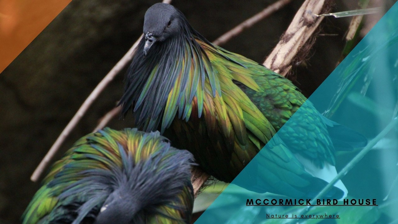 McCormick Bird House walking tour