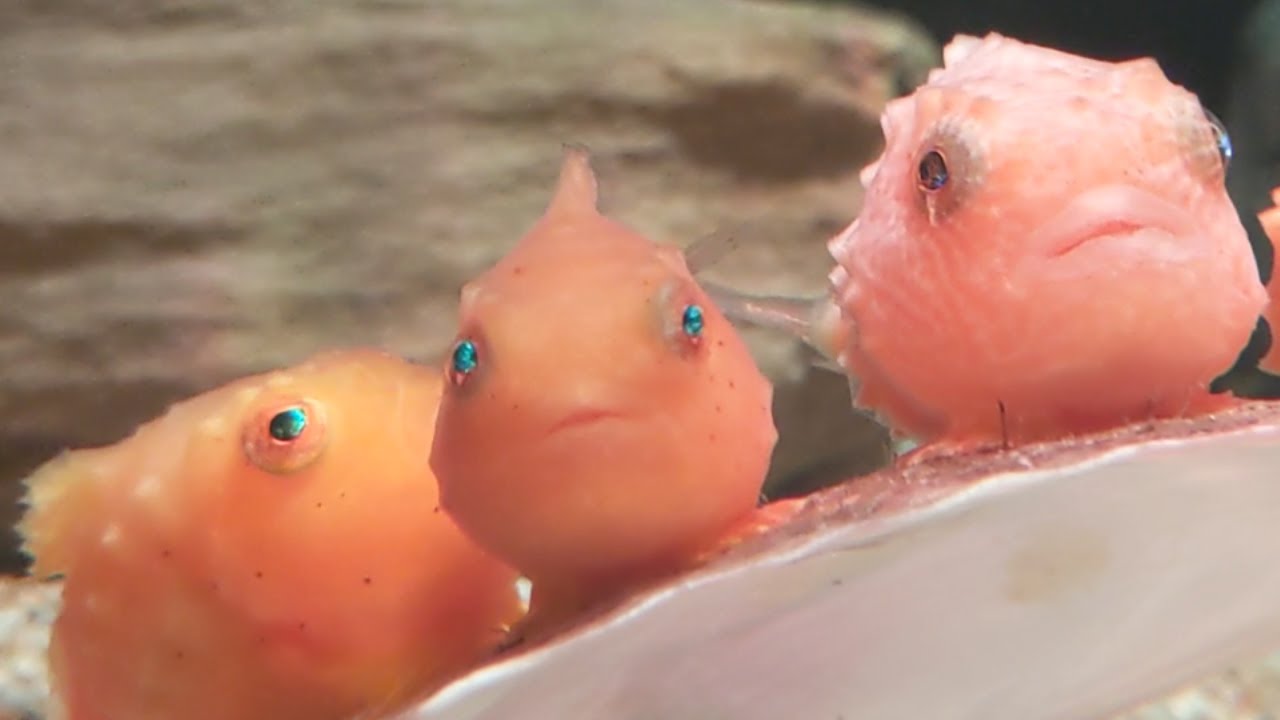 【フウセンウオ】ナメダンゴも１匹。かわいい泳ぎ＆食事あり @浅虫水族館（青森県）;Balloon lumpfish