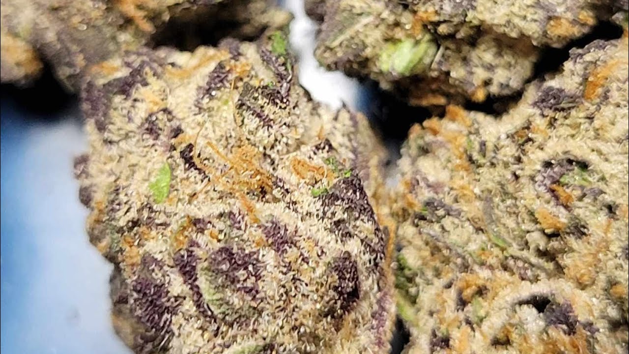 Strain Of The Day - 🦅🦅Falcon Berry🫐🫐 By Good Chemisty