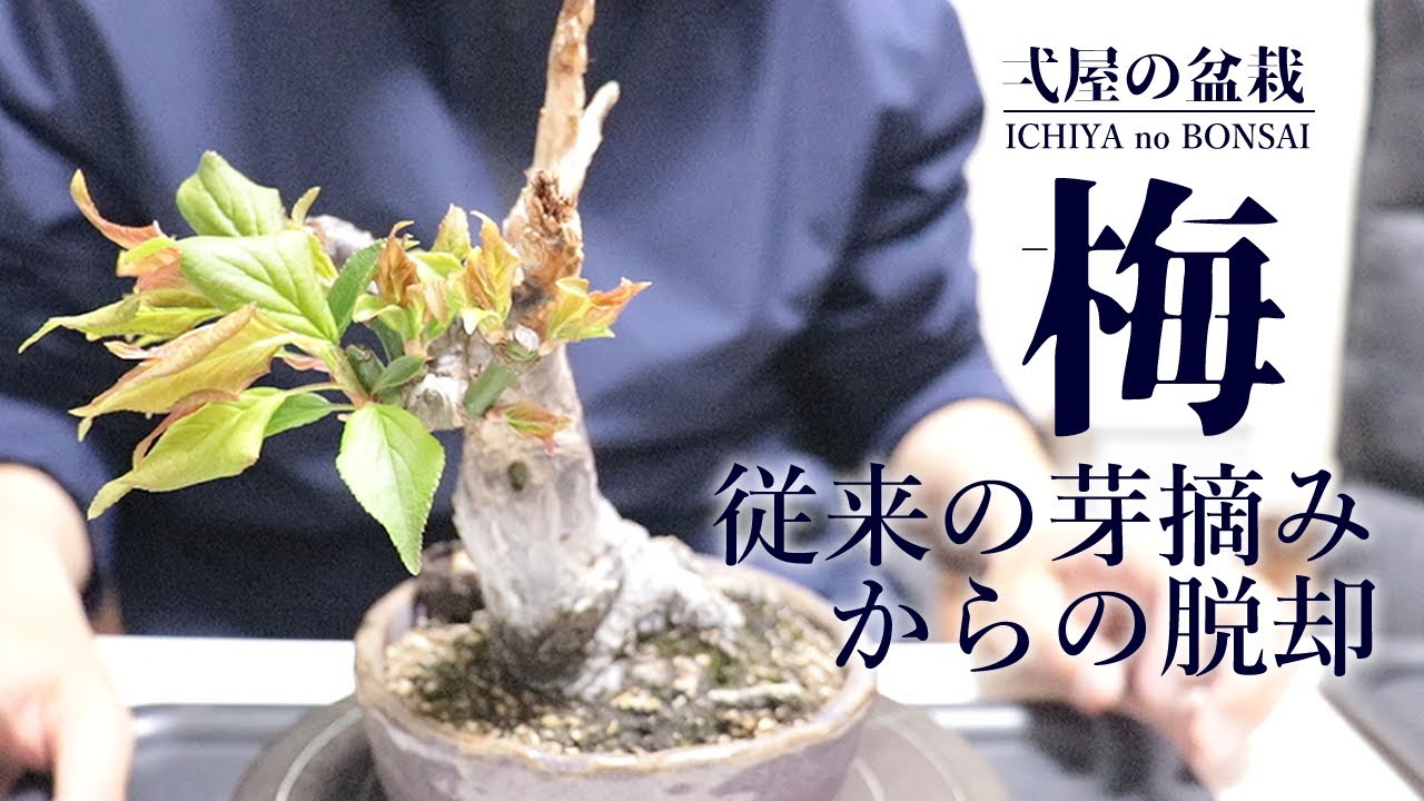 枝を増やすための梅の芽摘み方法