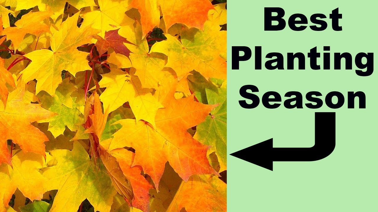 Benefits of Fall Planting - Native Plant Gardening