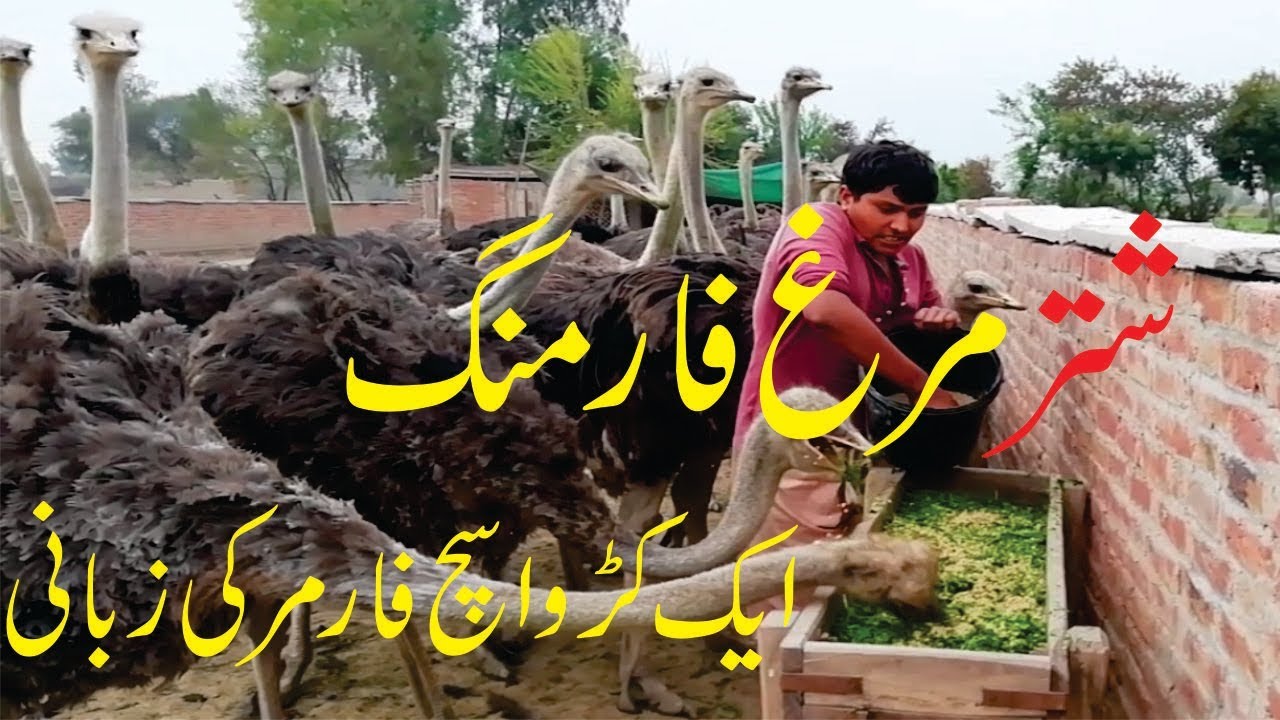 OSTRICH FARMING|SHUTAR MURGH FARMING IN PAKISTAN|COMPLETE INTERVIEO OF A FARMER