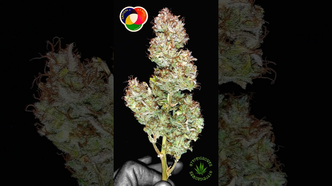 💥Critical+ 2.0 Auto by #seedsman - Seed to Harvest in 80 Days